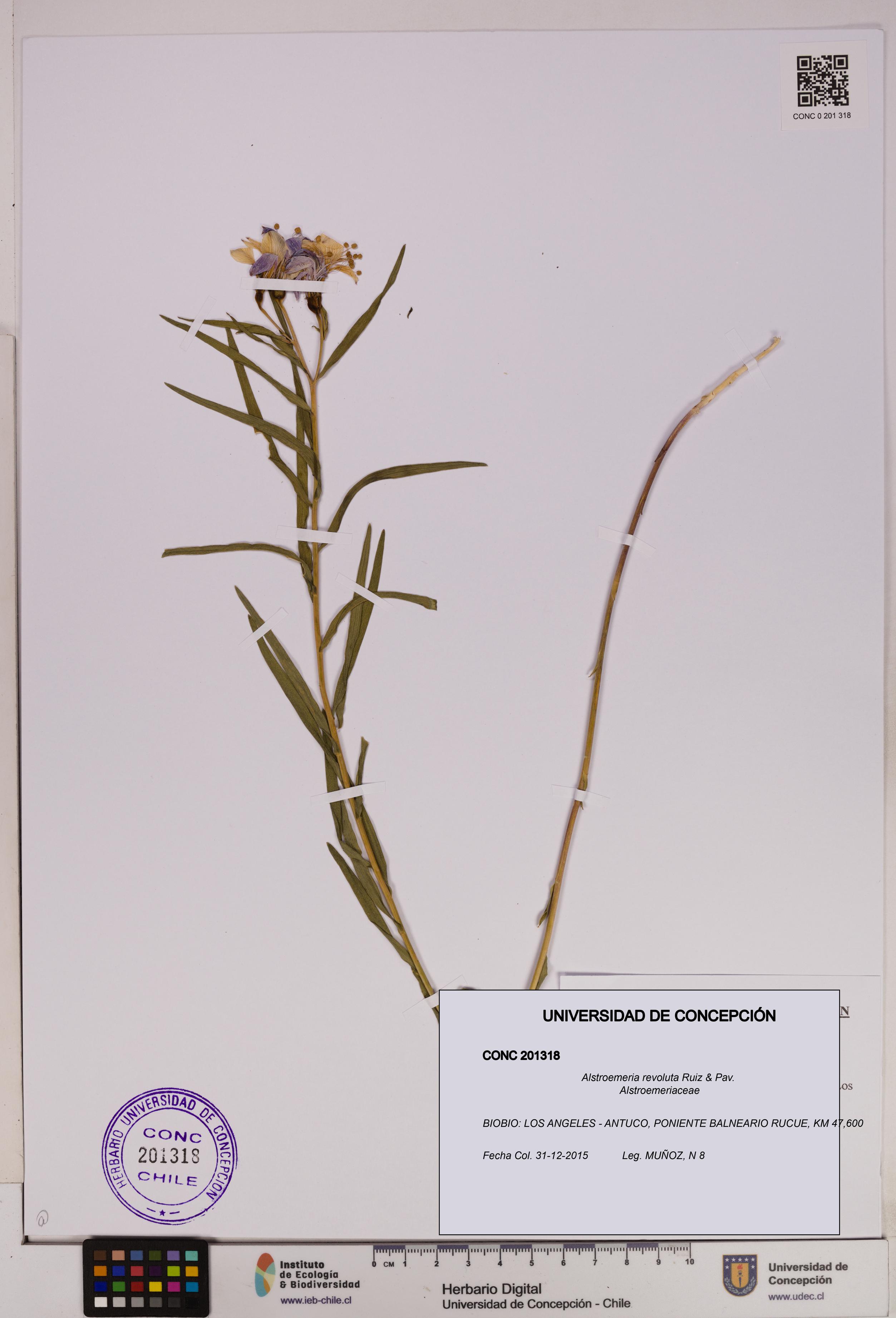 Alstroemeria revoluta [Espécimen: UDEC:CONC:0201318]