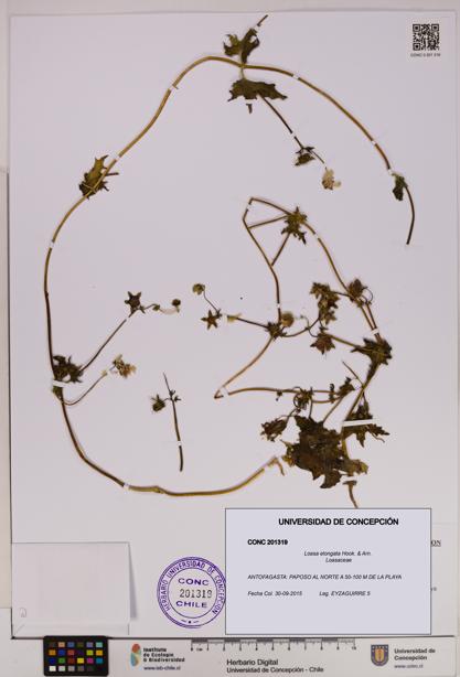 Loasa elongata [Espécimen: UDEC:CONC:0201319]