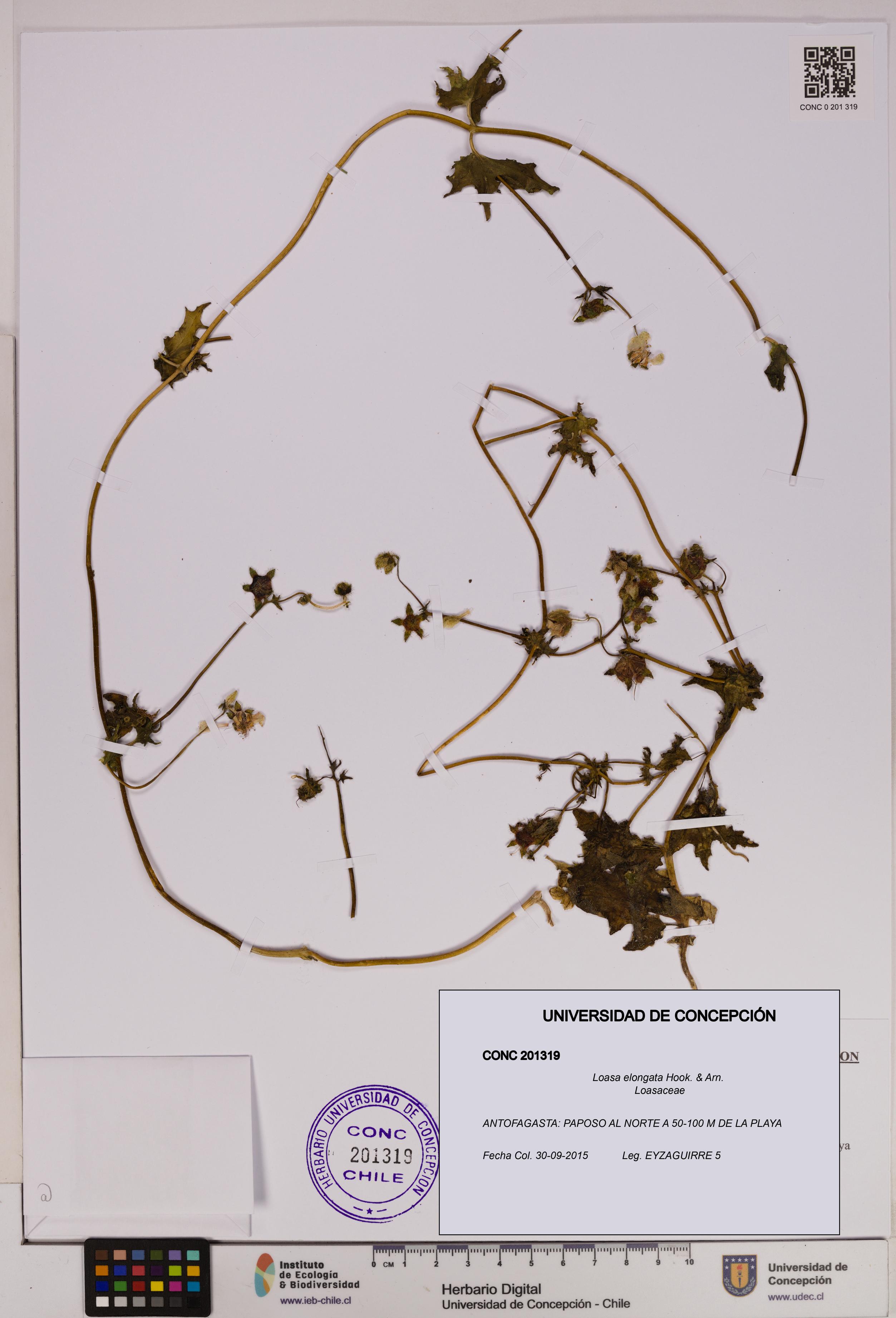 Loasa elongata [Espécimen: UDEC:CONC:0201319]