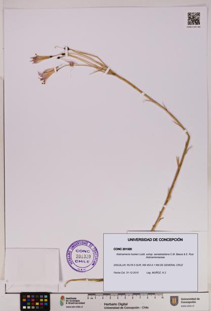 Alstroemeria hookeri subsp. sansebastiana [Espécimen: UDEC:CONC:0201320]