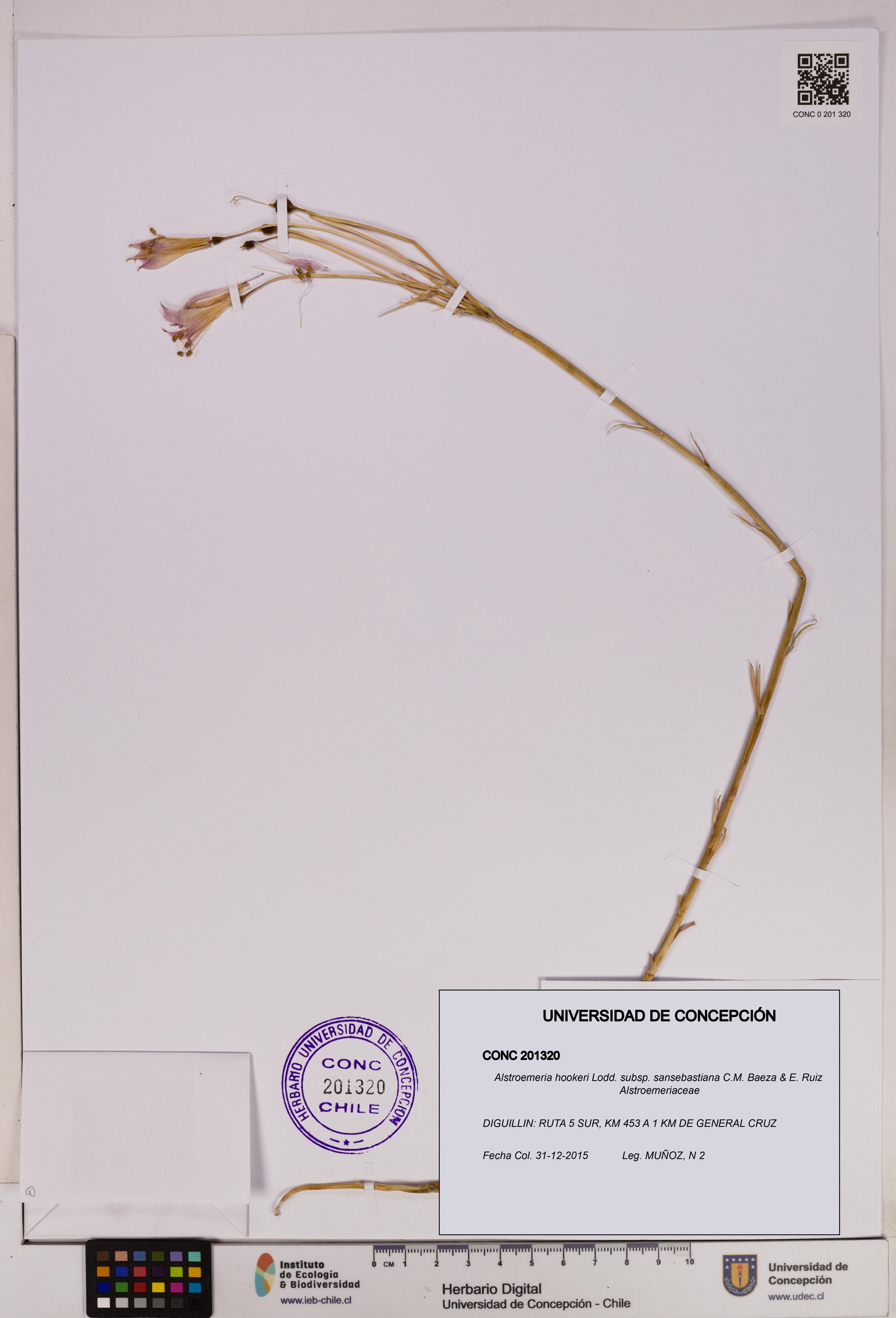 Alstroemeria hookeri subsp. sansebastiana [Espécimen: UDEC:CONC:0201320]