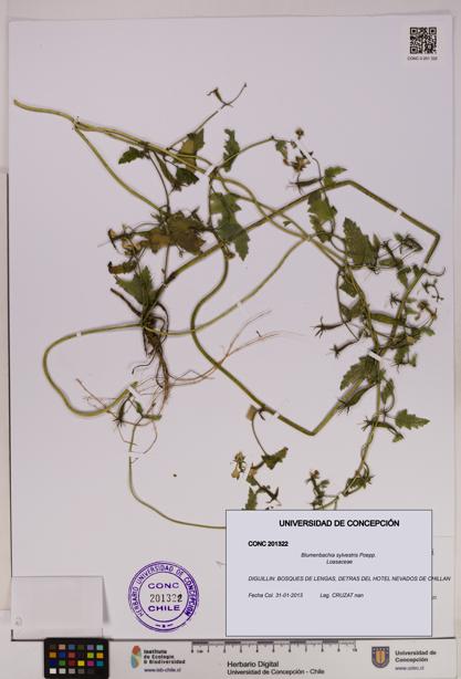Blumenbachia sylvestris [Espécimen: UDEC:CONC:0201322]