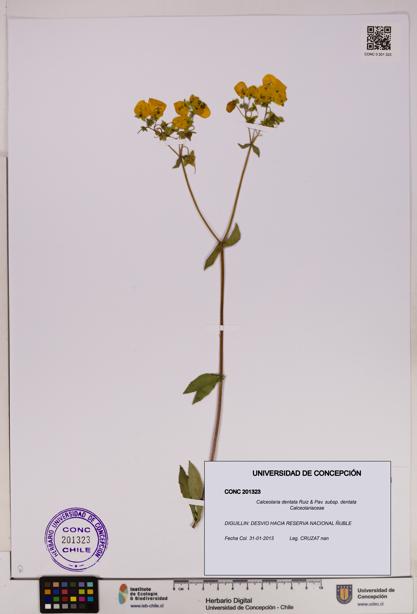 Calceolaria dentata subsp. dentata [Espécimen: UDEC:CONC:0201323]