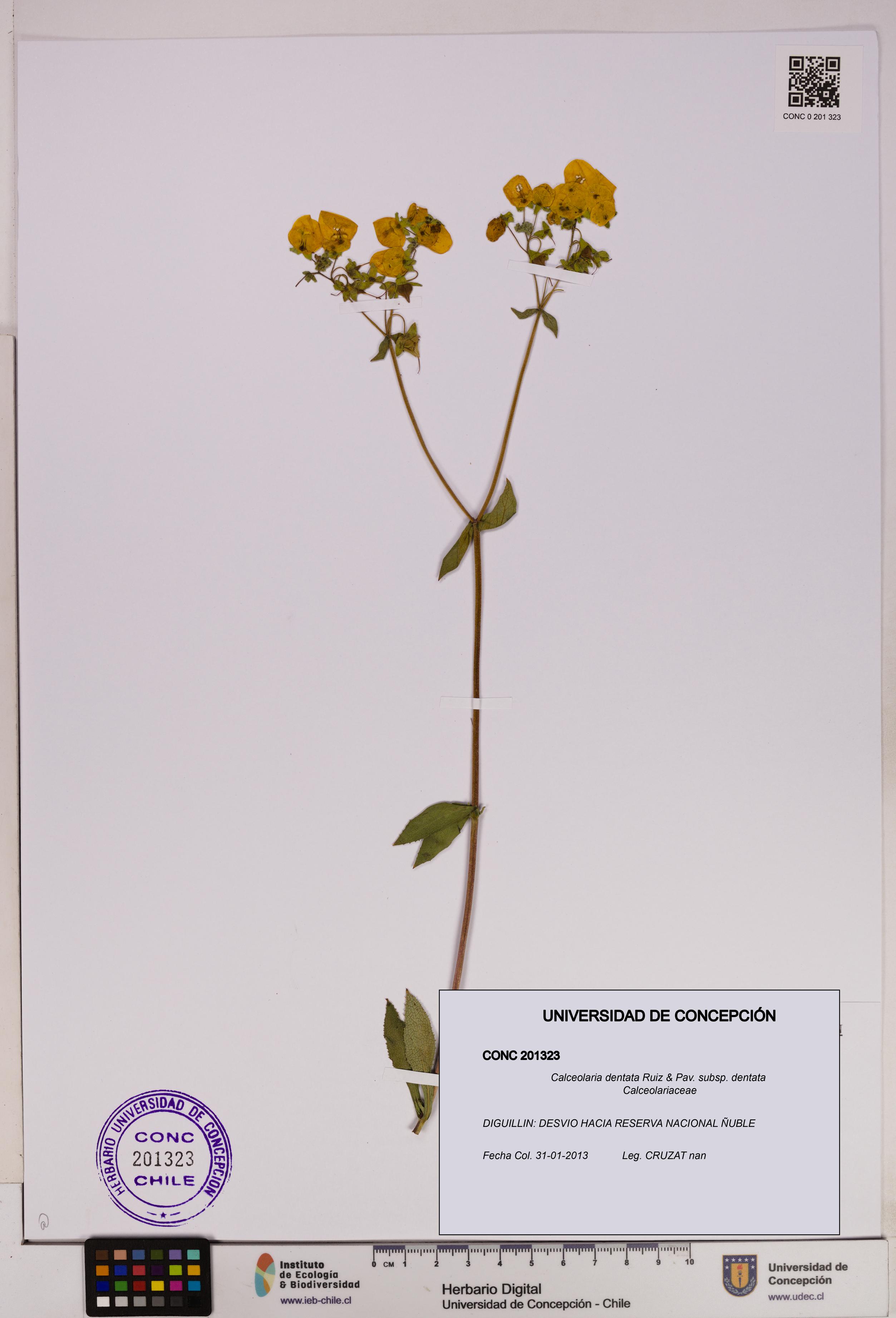 Calceolaria dentata subsp. dentata [Espécimen: UDEC:CONC:0201323]