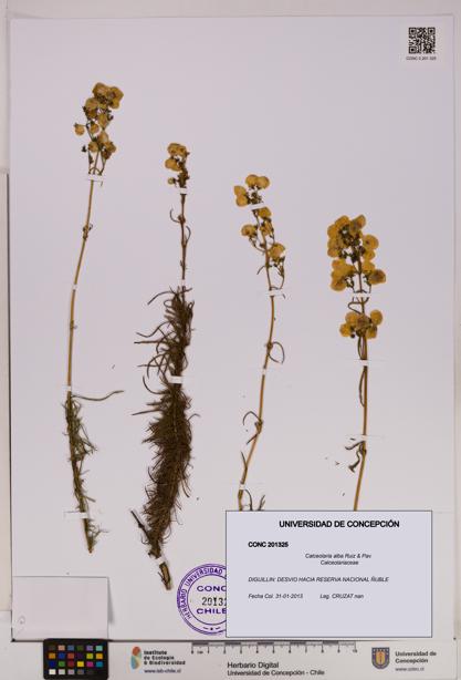 Calceolaria alba [Espécimen: UDEC:CONC:0201325]