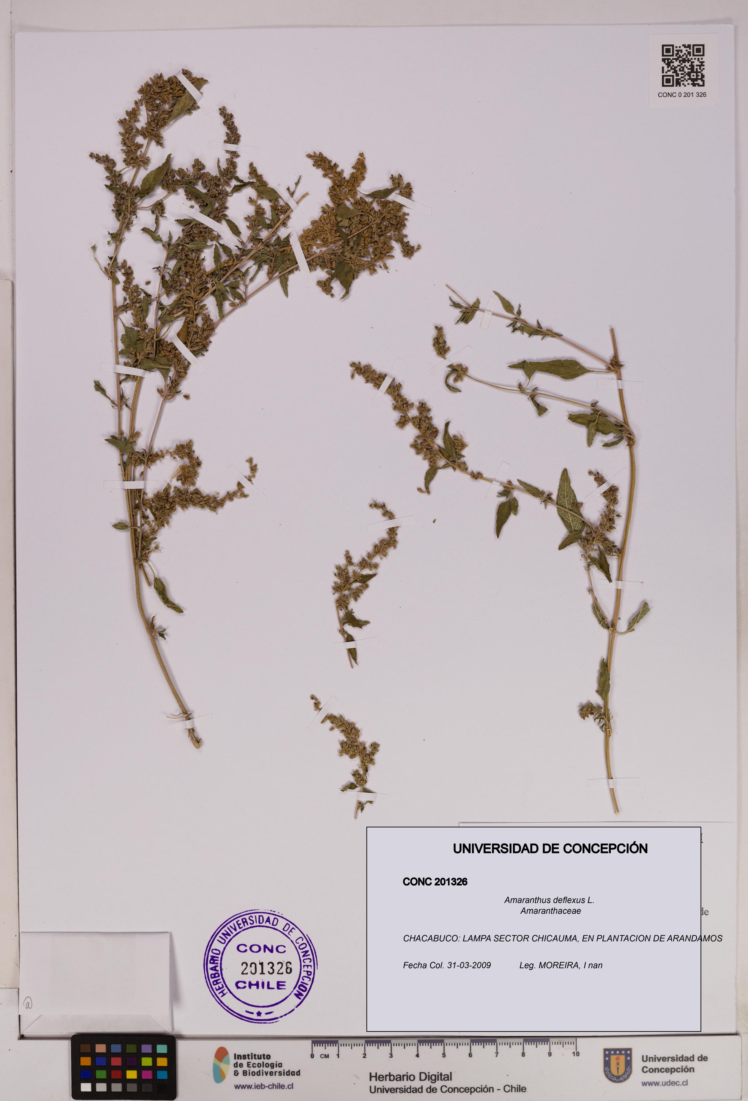 Amaranthus deflexus [Espécimen: UDEC:CONC:0201326]