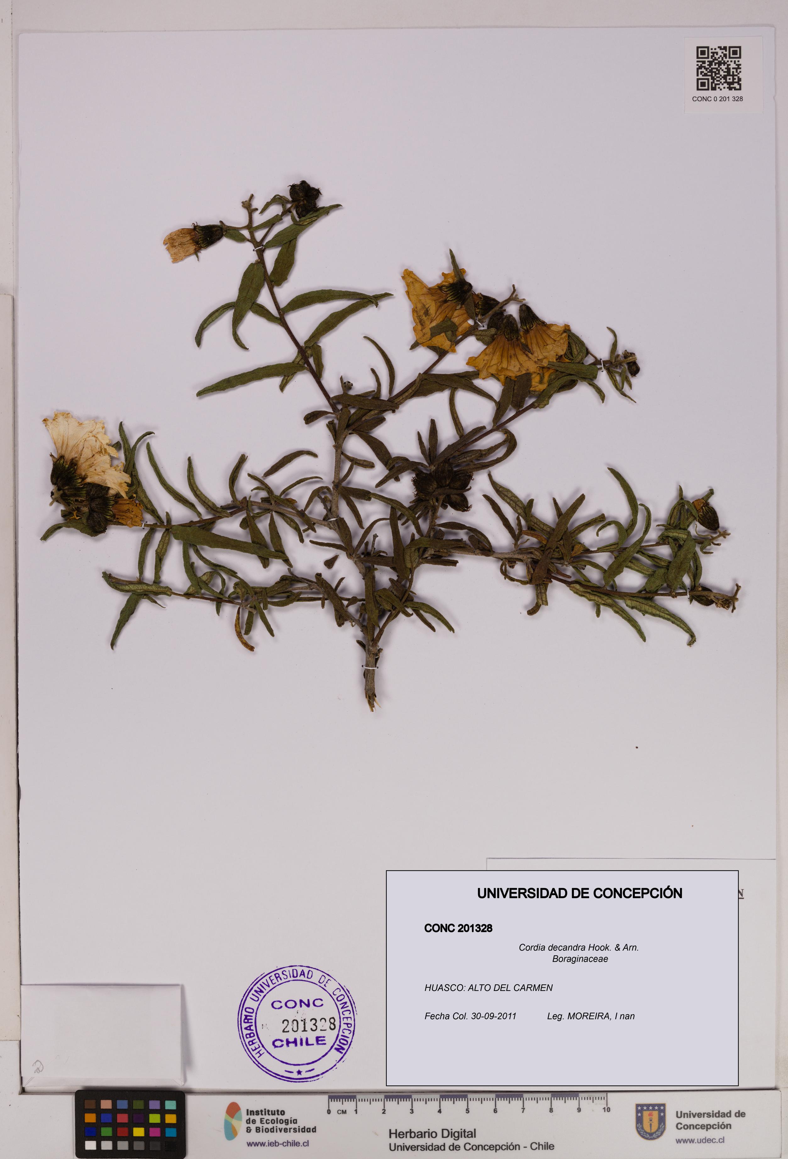 Cordia decandra [Espécimen: UDEC:CONC:0201328]