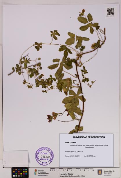 Tropaeolum ciliatum subsp. septentrionale [Espécimen: UDEC:CONC:0201329]