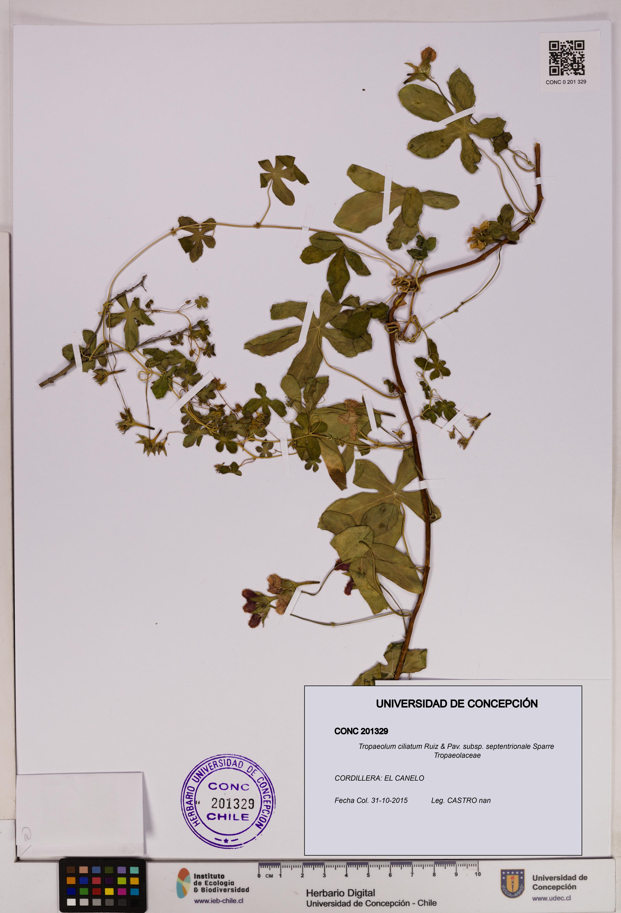 Tropaeolum ciliatum subsp. septentrionale [Espécimen: UDEC:CONC:0201329]