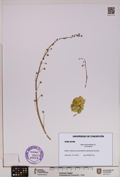 Tetilla hydrocotylifolia [Espécimen: UDEC:CONC:0201330]