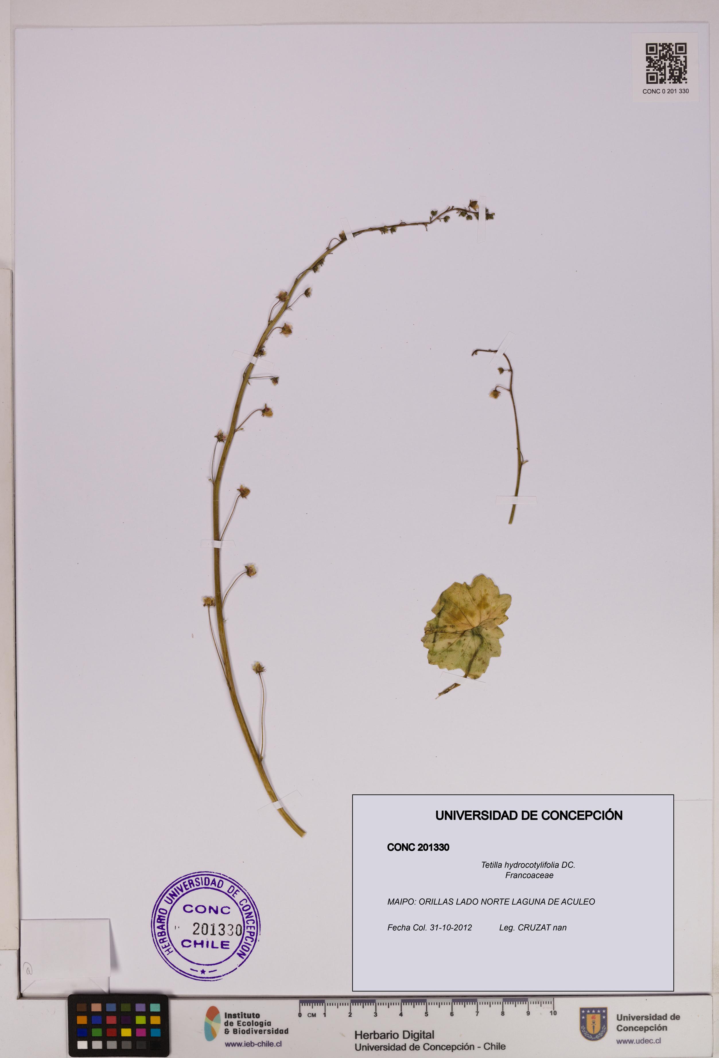 Tetilla hydrocotylifolia [Espécimen: UDEC:CONC:0201330]