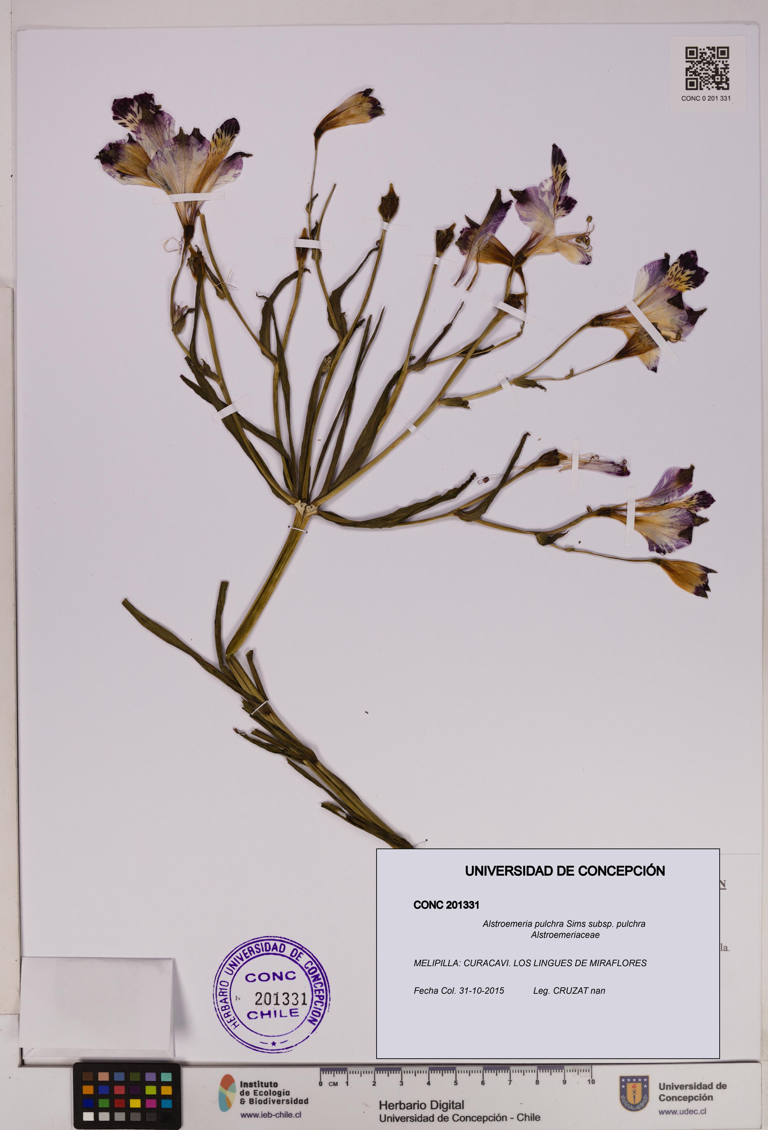 Alstroemeria pulchra subsp. pulchra [Espécimen: UDEC:CONC:0201331]