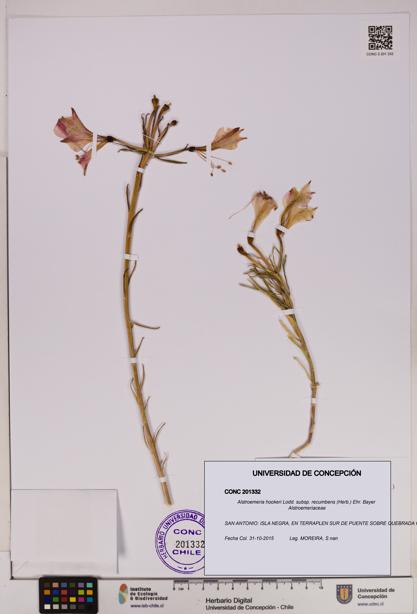 Alstroemeria hookeri subsp. recumbens [Espécimen: UDEC:CONC:0201332]