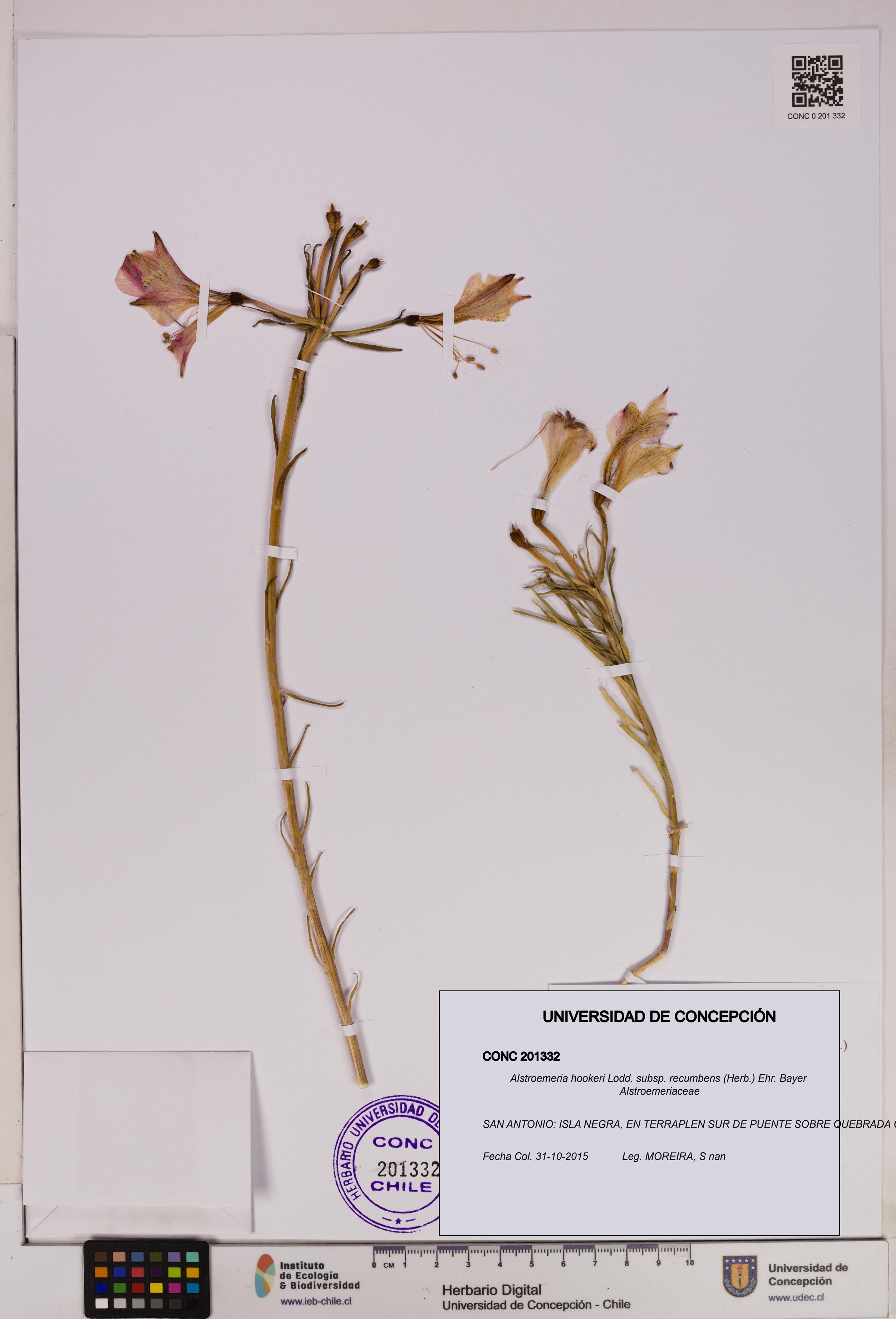 Alstroemeria hookeri subsp. recumbens [Espécimen: UDEC:CONC:0201332]
