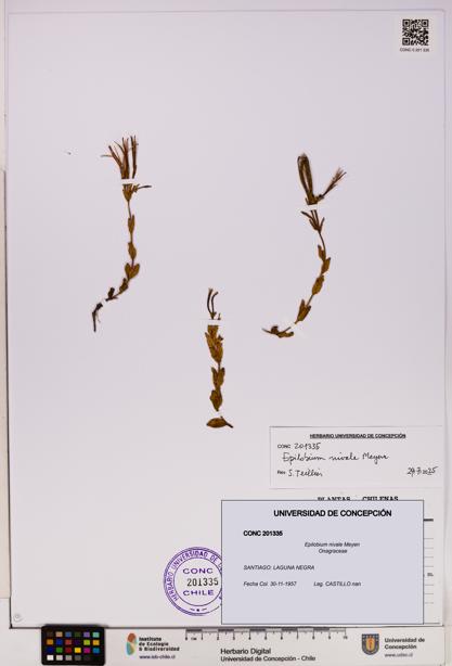 Epilobium nivale [Espécimen: UDEC:CONC:0201335]