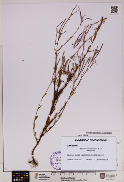 Epilobium puberulum [Espécimen: UDEC:CONC:0201336]