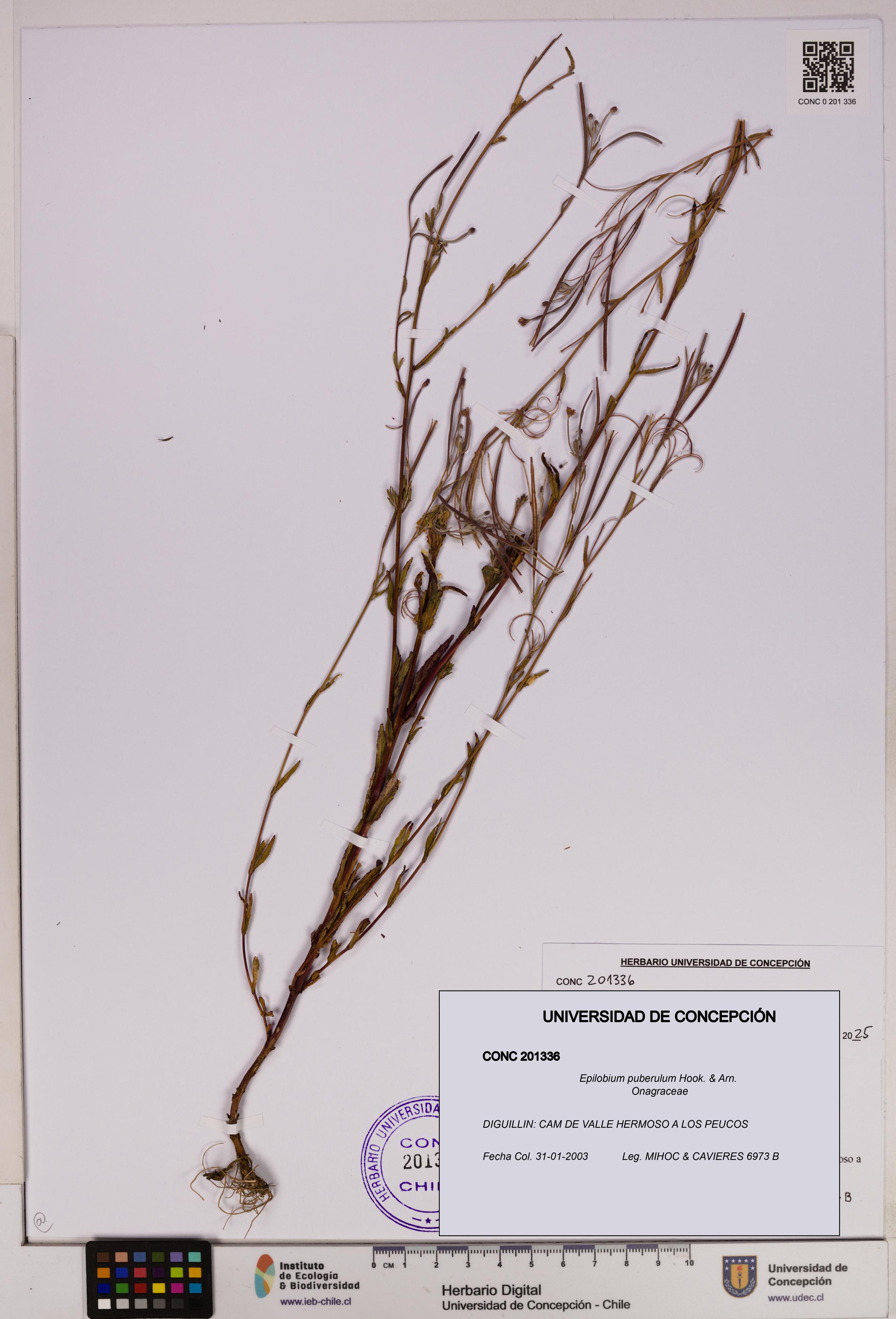 Epilobium puberulum [Espécimen: UDEC:CONC:0201336]