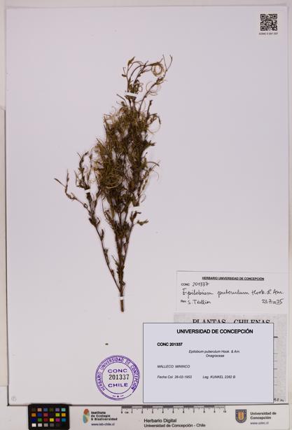 Epilobium puberulum [Espécimen: UDEC:CONC:0201337]