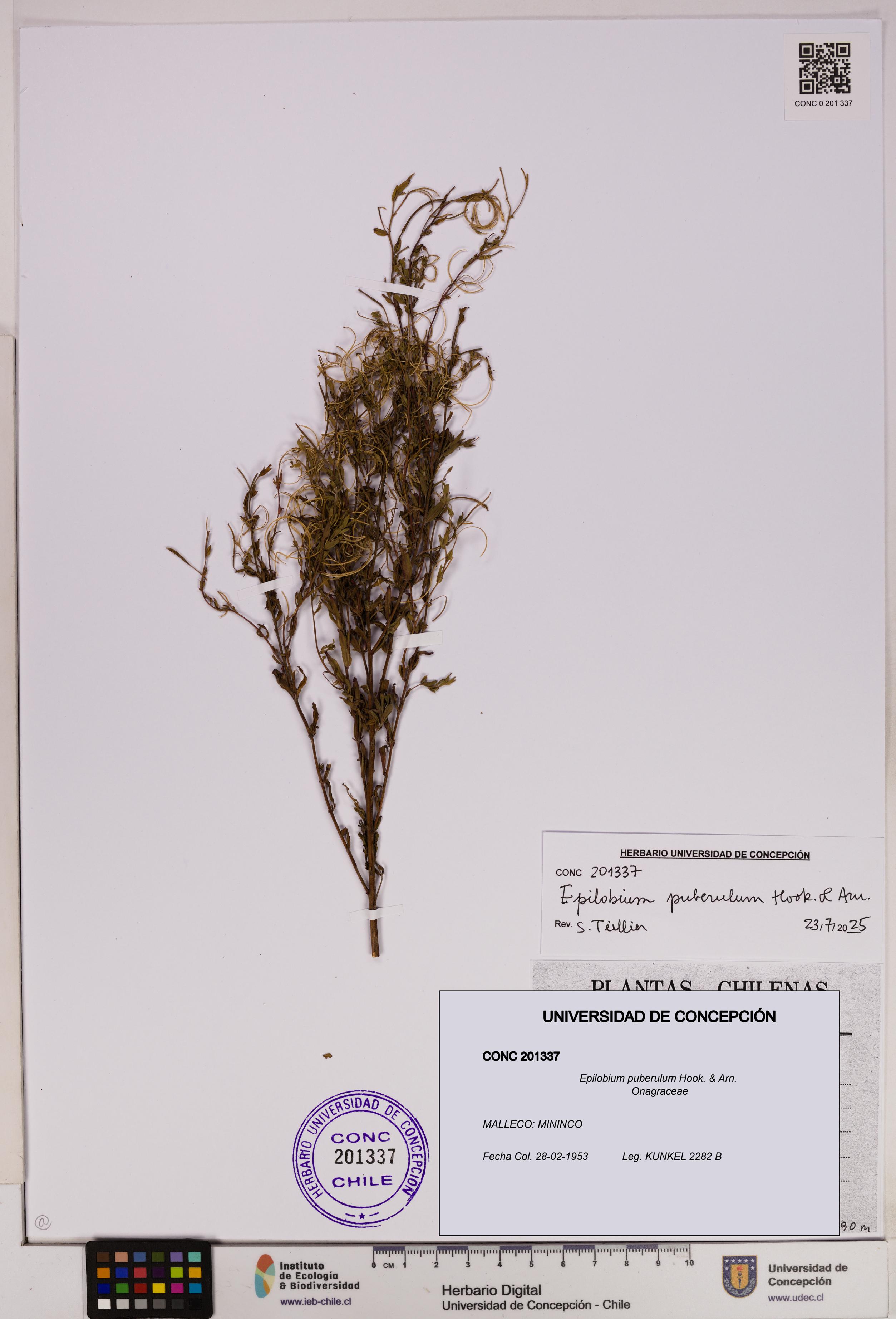 Epilobium puberulum [Espécimen: UDEC:CONC:0201337]