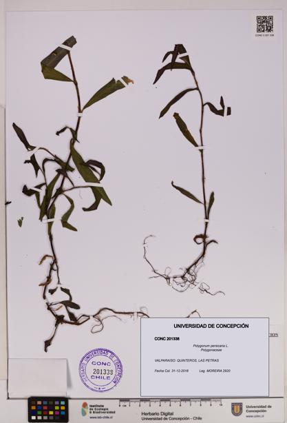 Polygonum persicaria [Espécimen: UDEC:CONC:0201338]