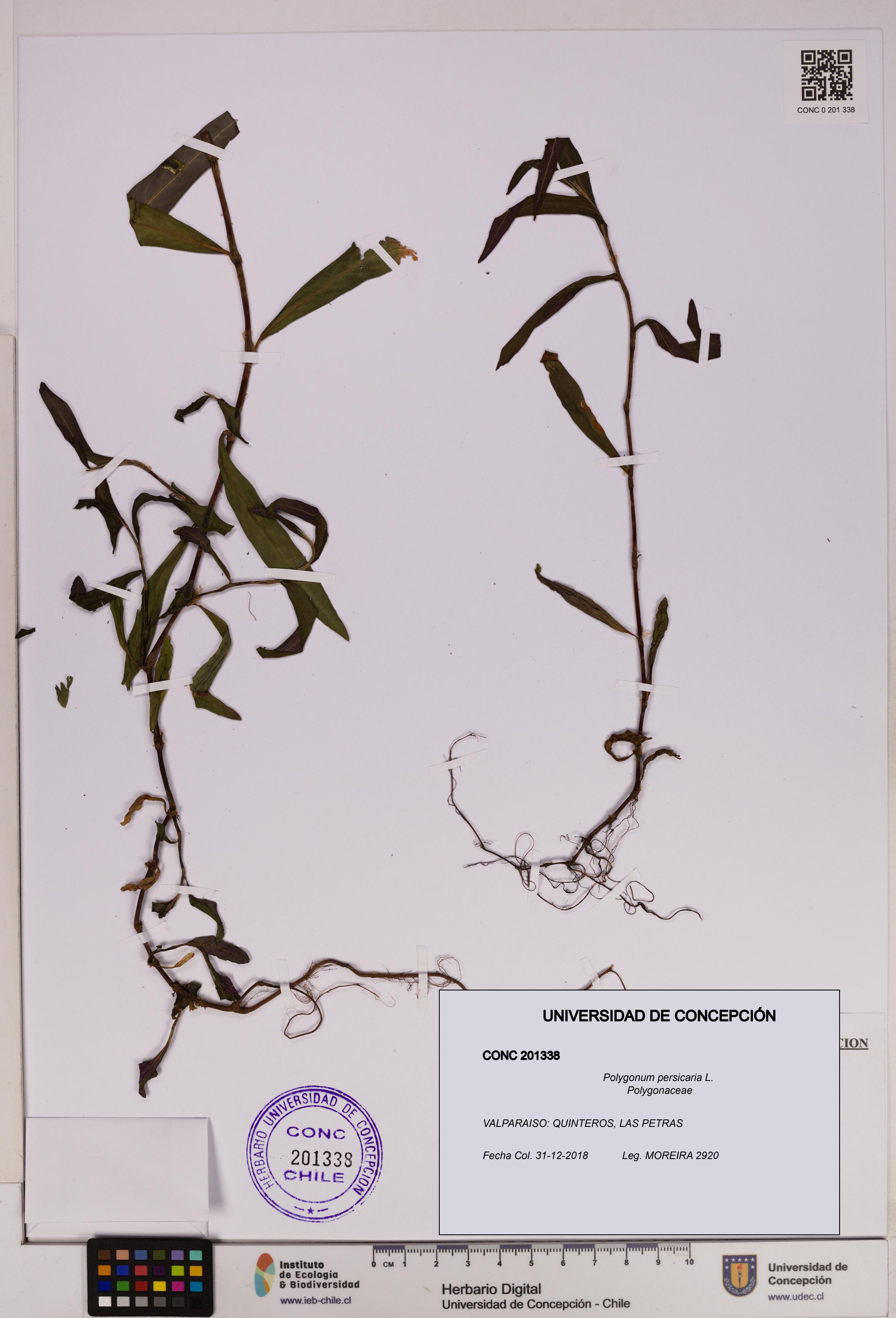 Polygonum persicaria [Espécimen: UDEC:CONC:0201338]