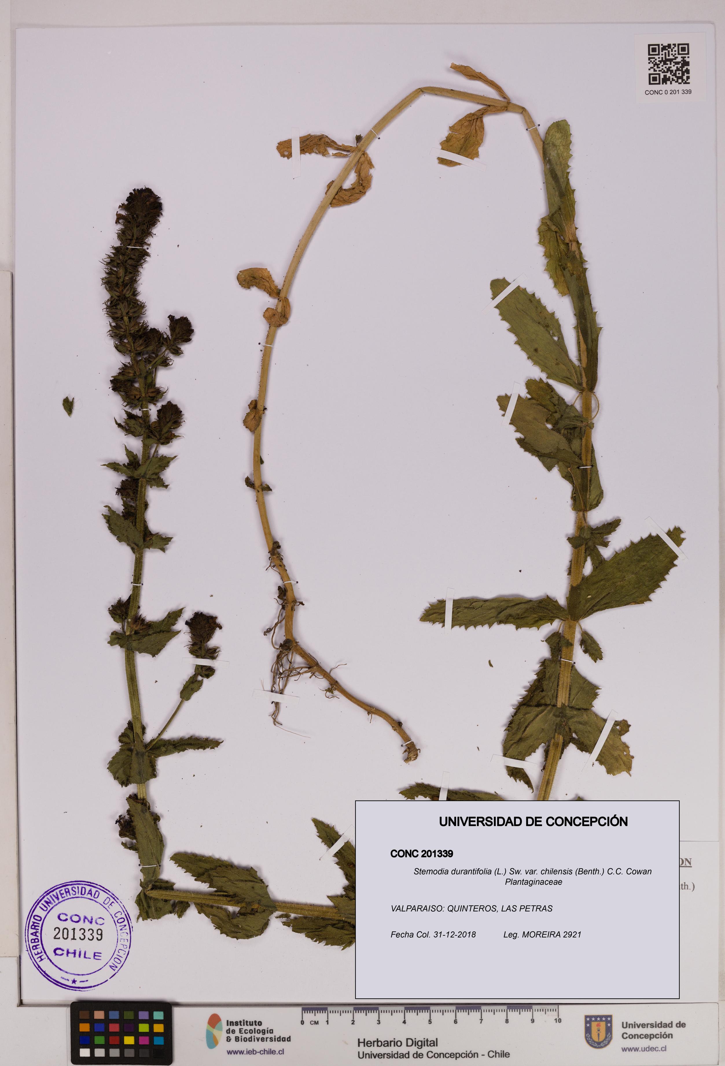 Stemodia durantifolia [Espécimen: UDEC:CONC:0201339]