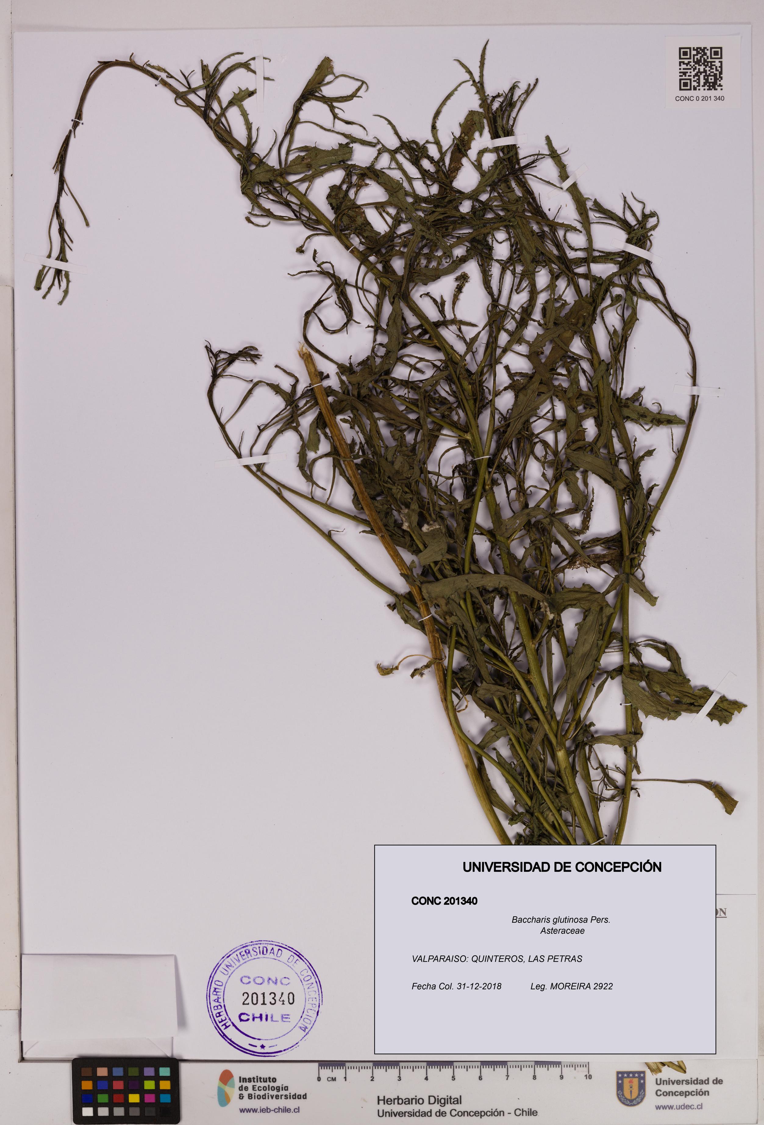 Baccharis glutinosa [Espécimen: UDEC:CONC:0201340]