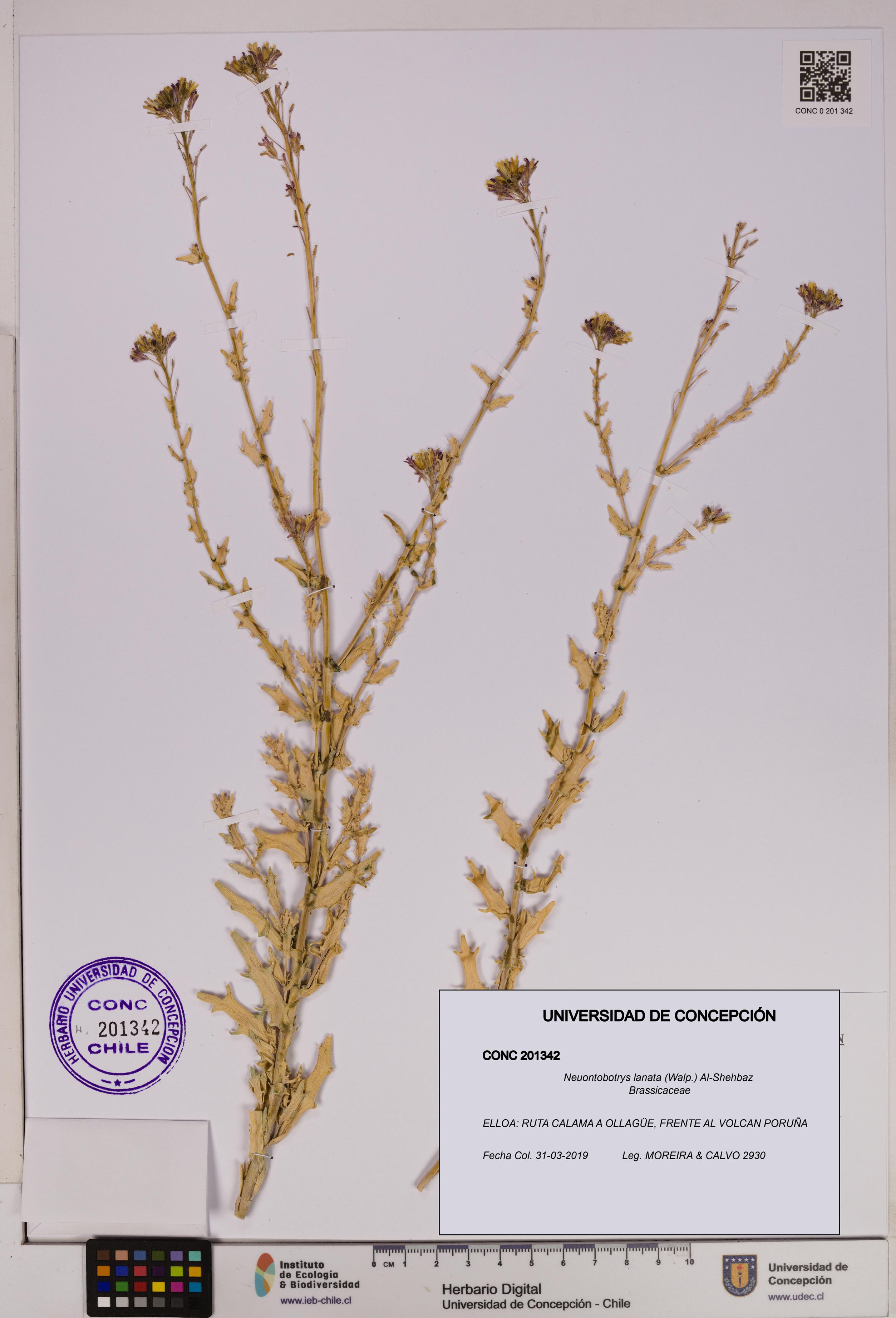 Neuontobotrys lanata [Espécimen: UDEC:CONC:0201342]