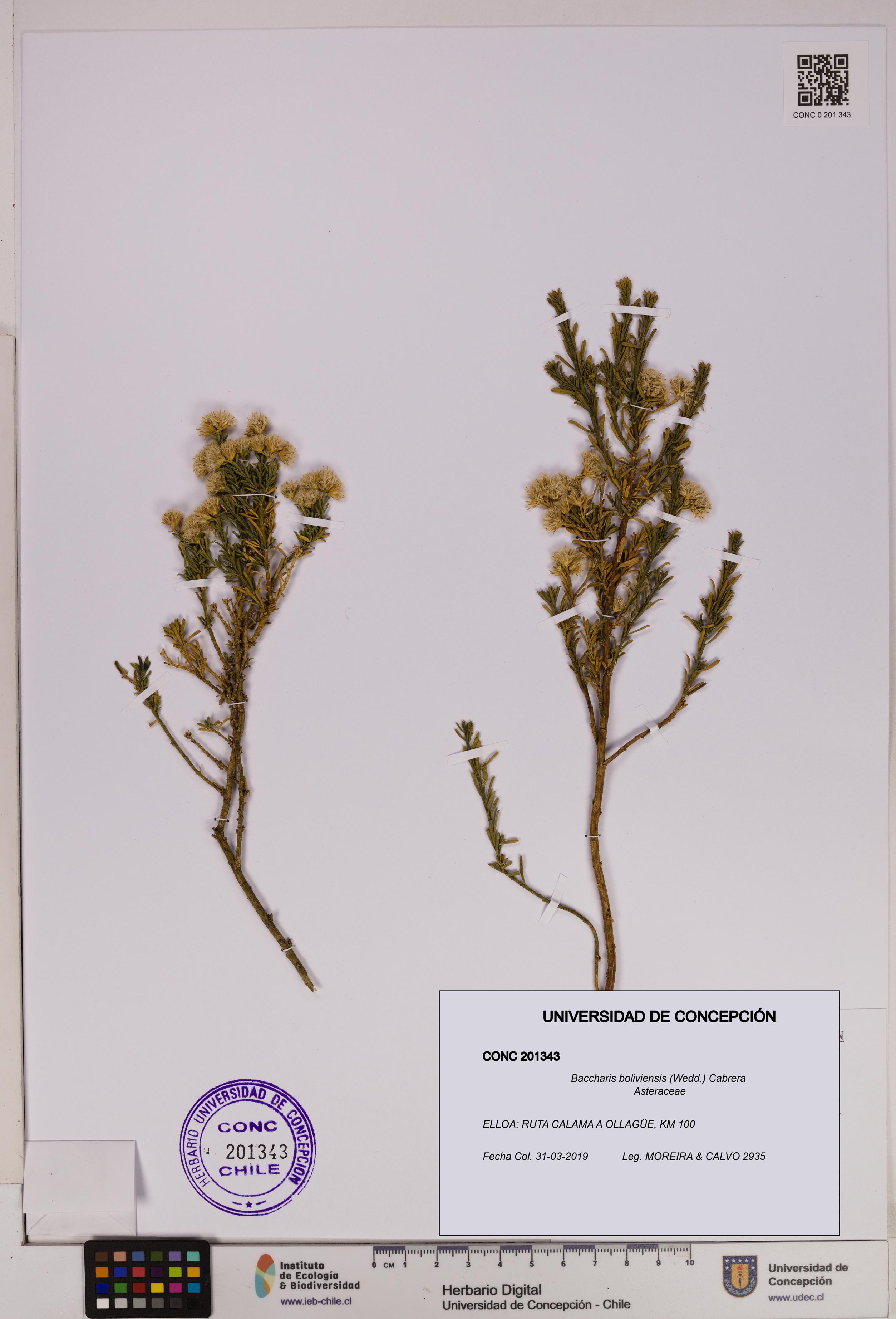 Baccharis boliviensis [Espécimen: UDEC:CONC:0201343]