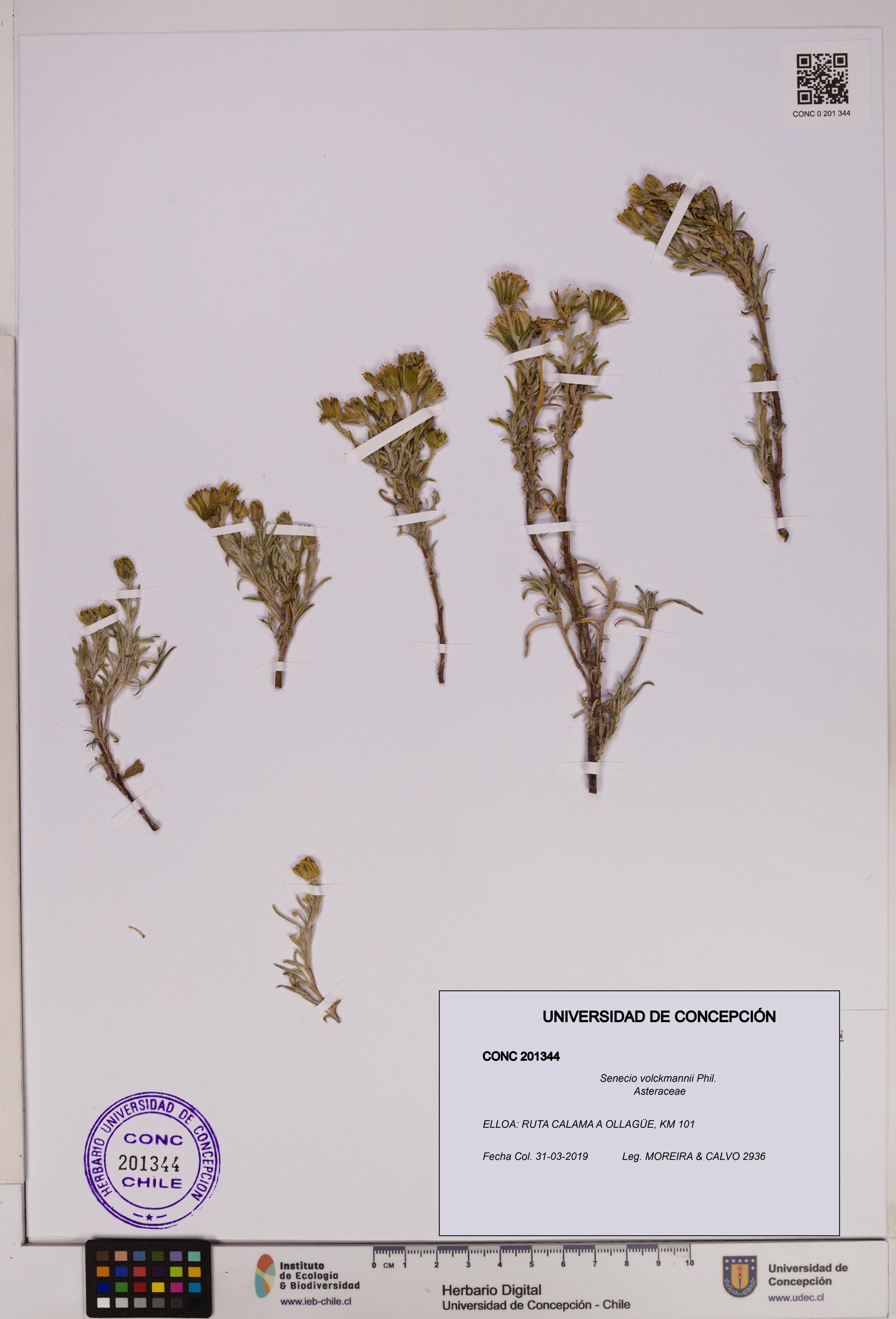 Senecio volckmannii [Espécimen: UDEC:CONC:0201344]