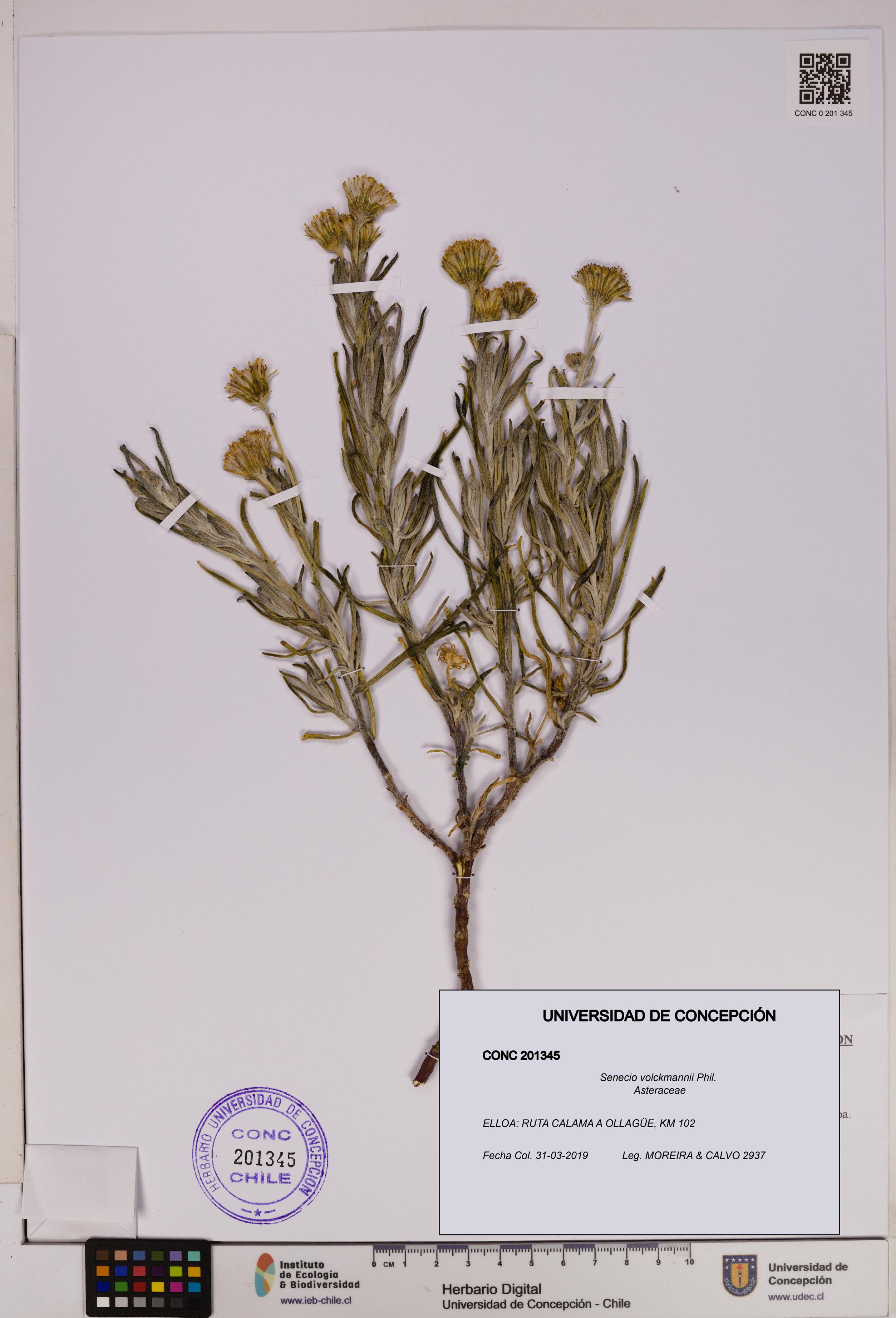 Senecio volckmannii [Espécimen: UDEC:CONC:0201345]