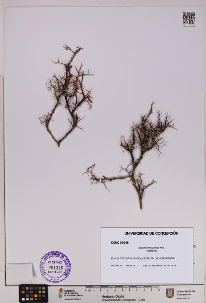 Adesmia melanthes [Espécimen: UDEC:CONC:0201346]