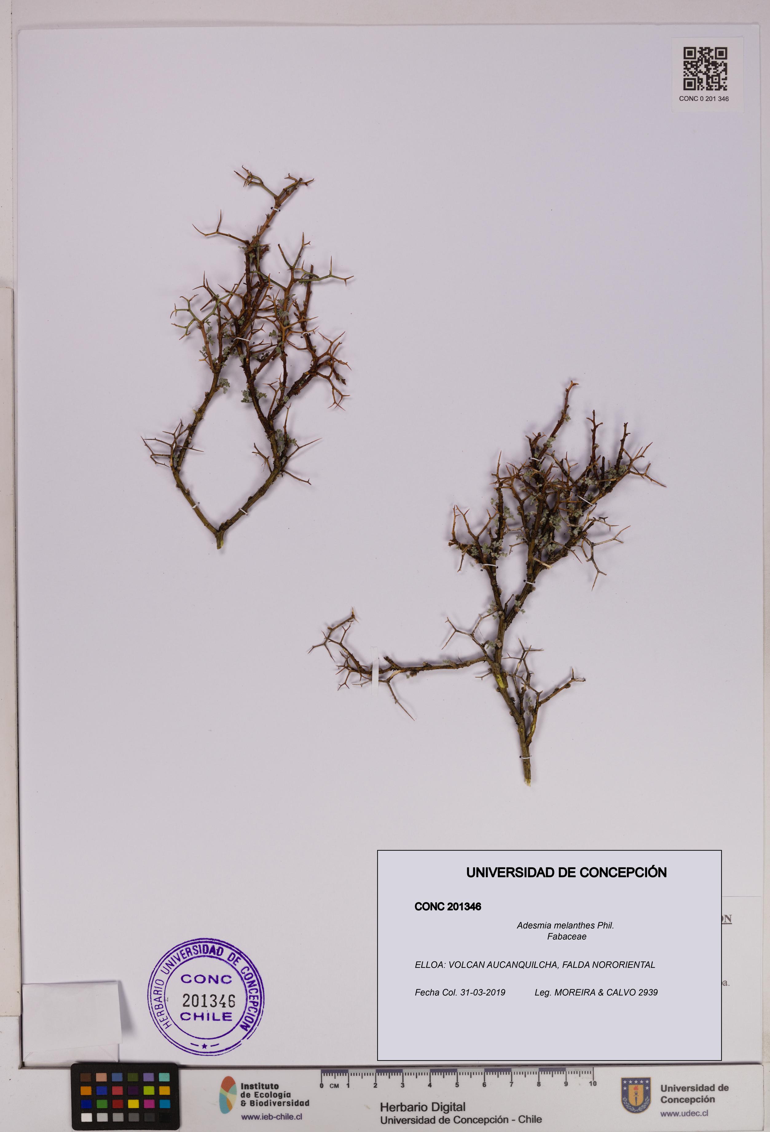 Adesmia melanthes [Espécimen: UDEC:CONC:0201346]