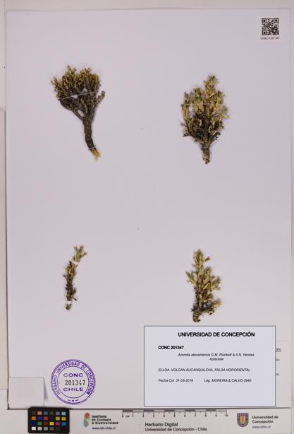 Azorella atacamensis [Espécimen: UDEC:CONC:0201347]