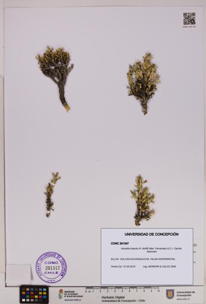 Azorella trisecta [Espécimen: ]