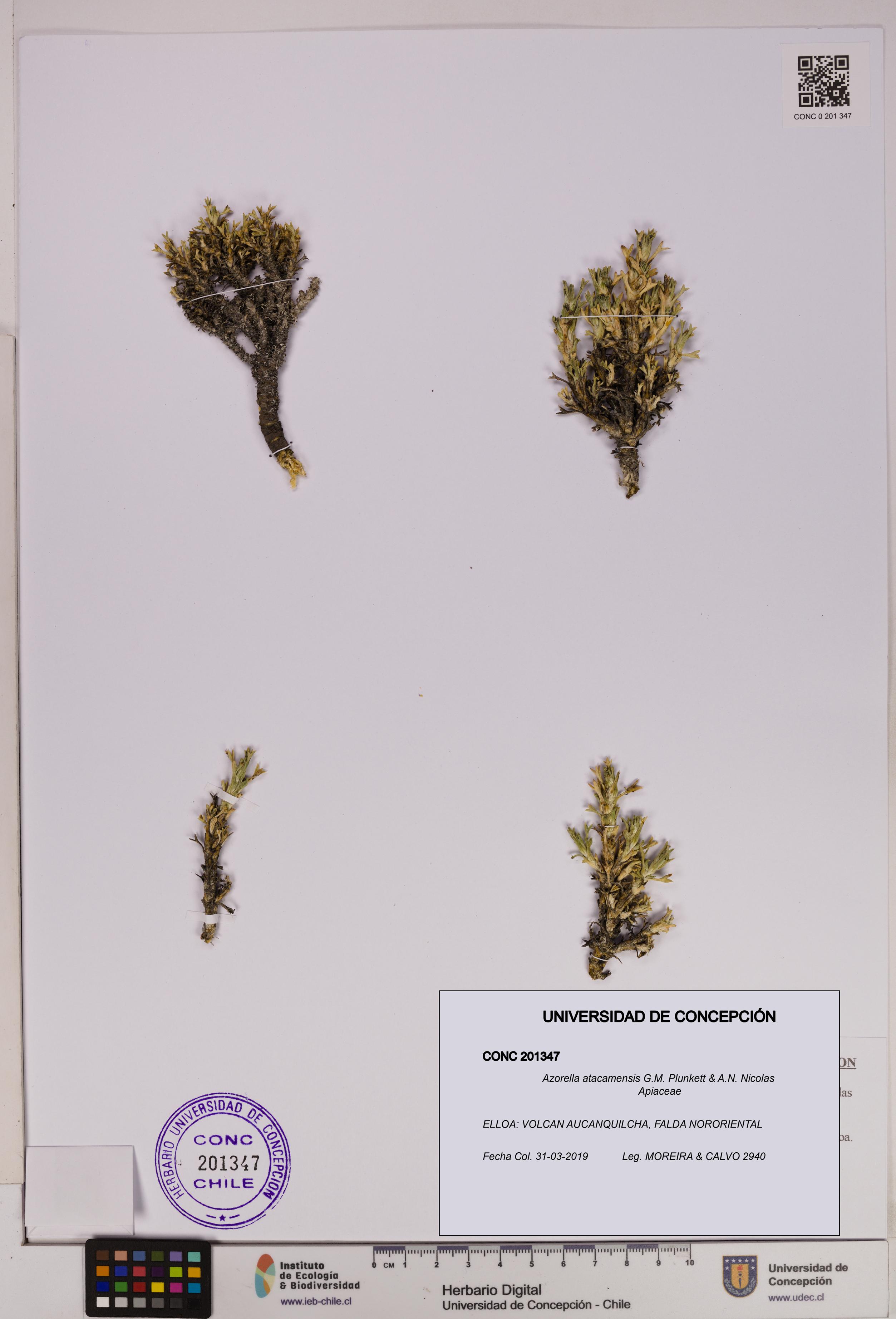 Azorella atacamensis [Espécimen: UDEC:CONC:0201347]