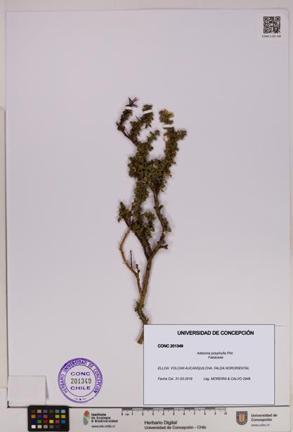 Adesmia polyphylla [Espécimen: UDEC:CONC:0201349]