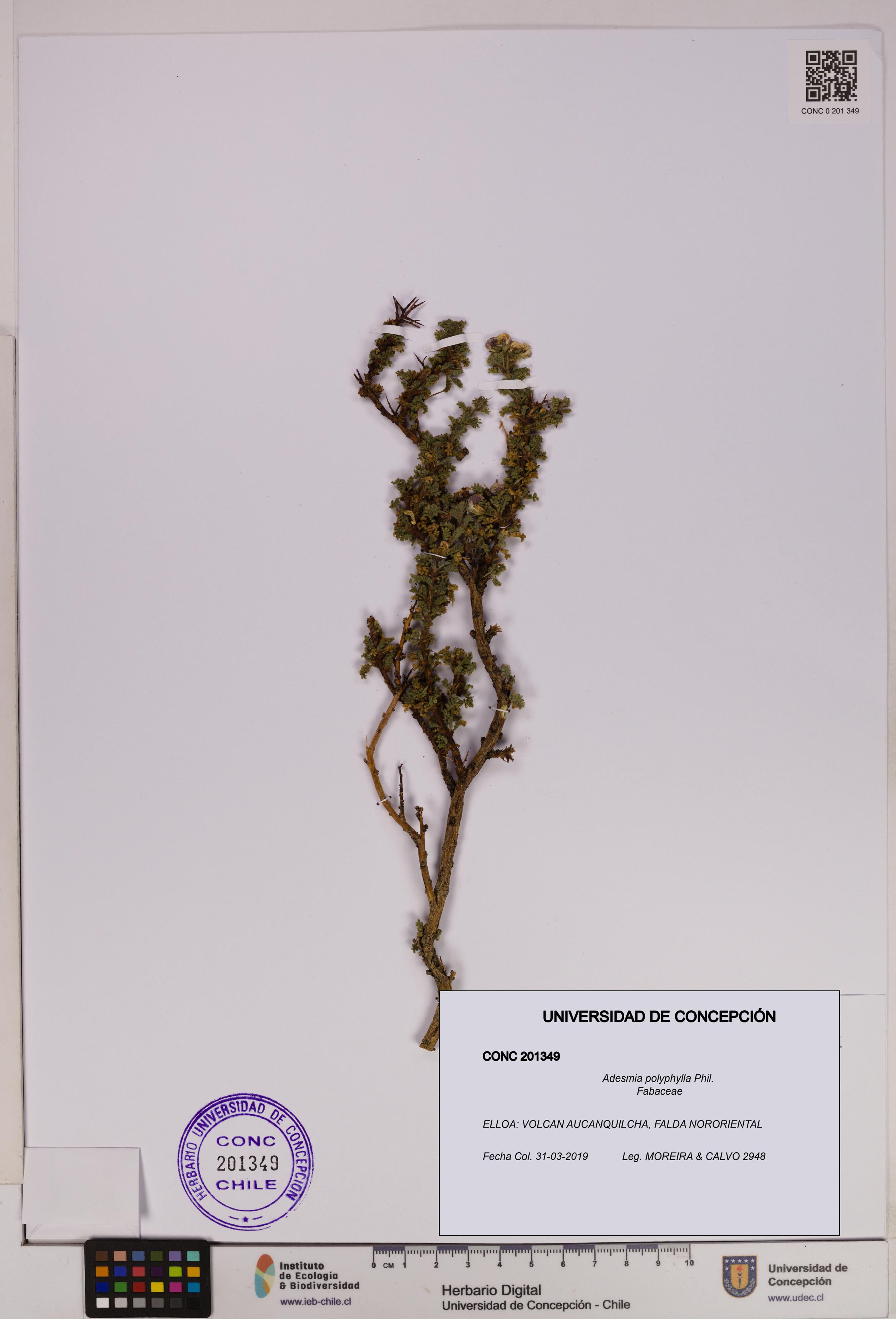 Adesmia polyphylla [Espécimen: UDEC:CONC:0201349]