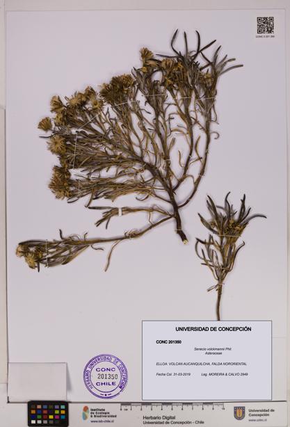 Senecio volckmannii [Espécimen: UDEC:CONC:0201350]
