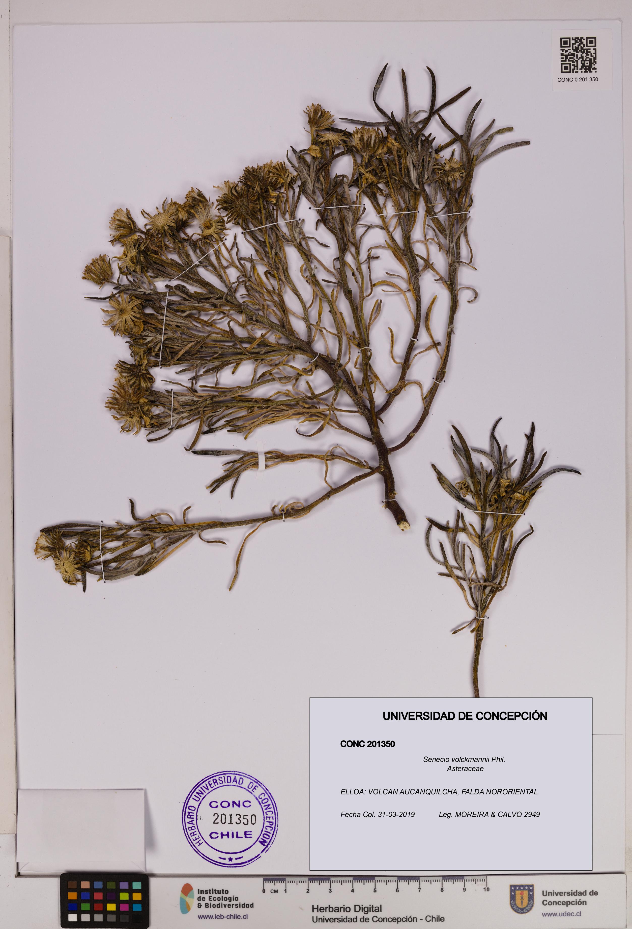 Senecio volckmannii [Espécimen: UDEC:CONC:0201350]
