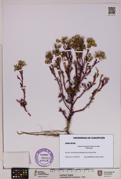 Senecio dryophyllus [Espécimen: UDEC:CONC:0201351]