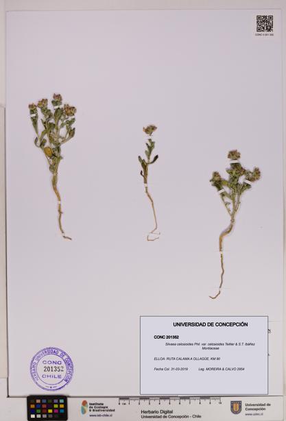 Silvaea celosioides var. celosioides [Espécimen: UDEC:CONC:0201352]