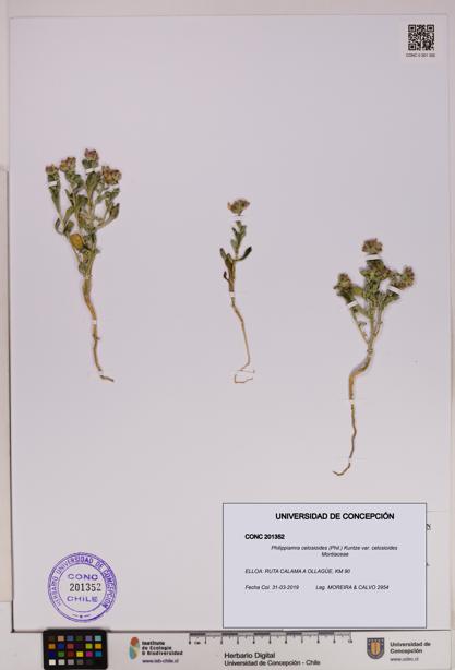Philippiamra celosioides [Espécimen: ]