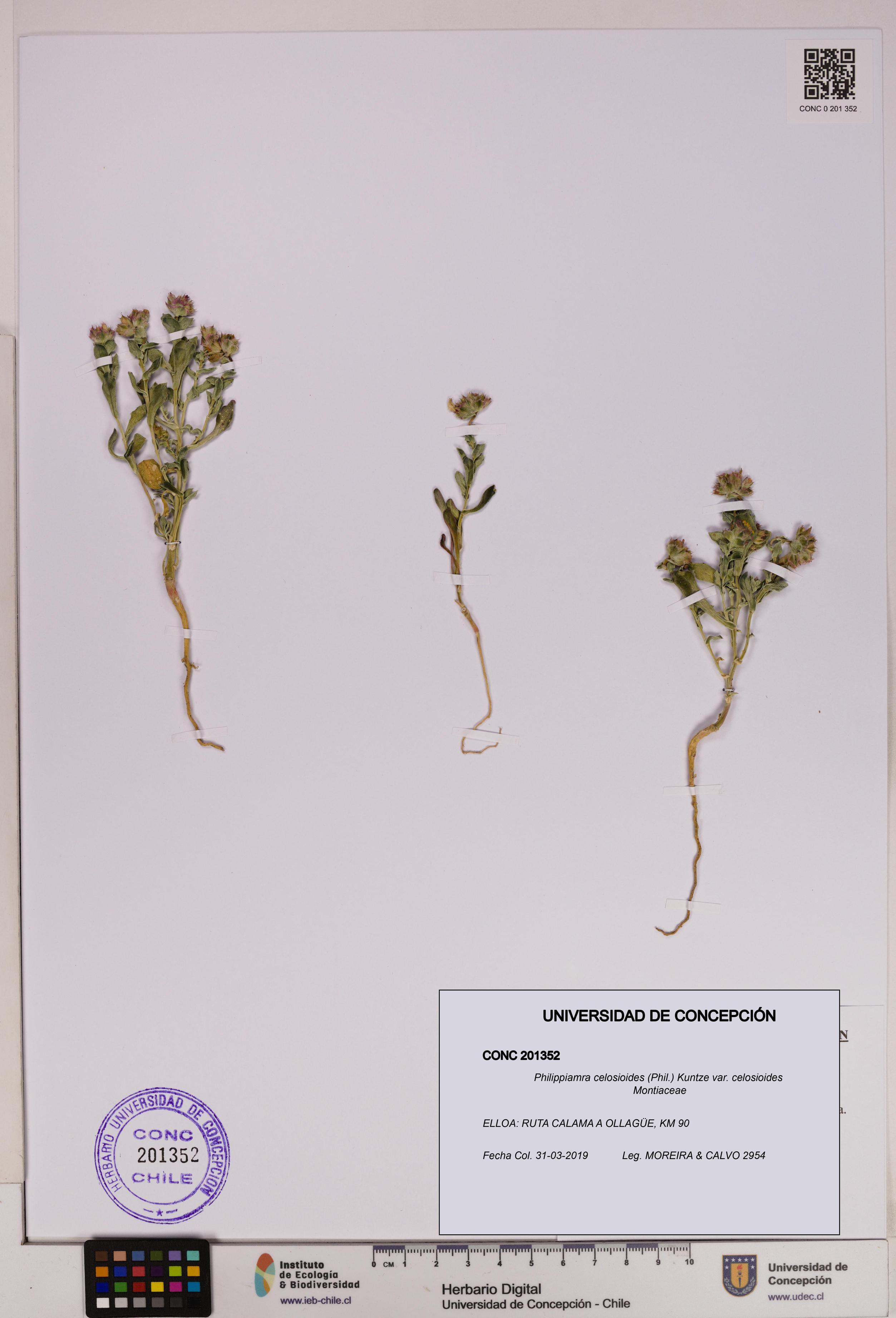 Philippiamra celosioides [Espécimen: ]