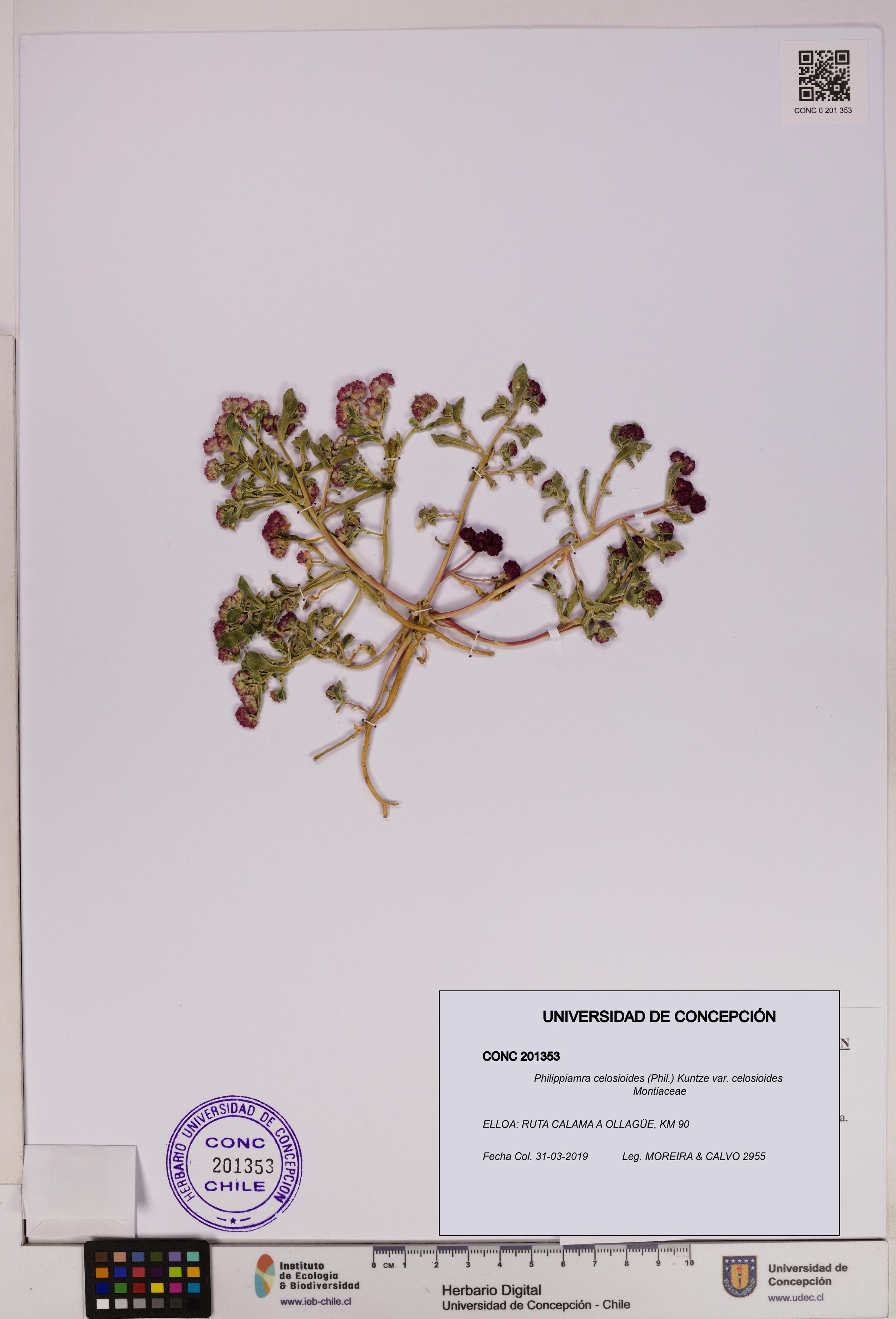 Philippiamra celosioides [Espécimen: ]