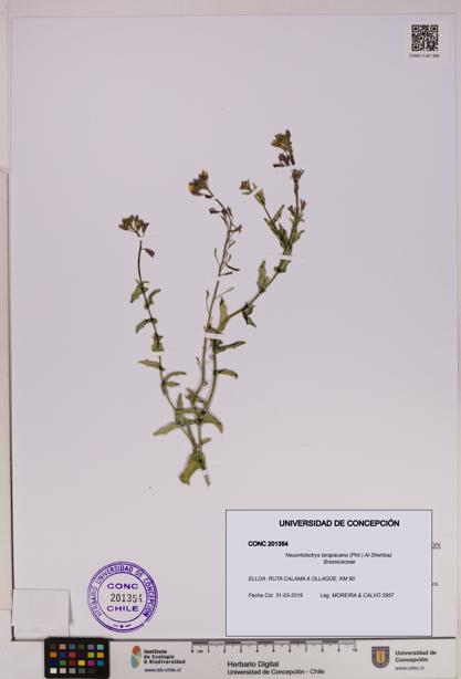 Neuontobotrys tarapacana [Espécimen: UDEC:CONC:0201354]