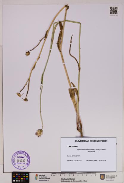 Hypochaeris chondrilloides [Espécimen: UDEC:CONC:0201355]