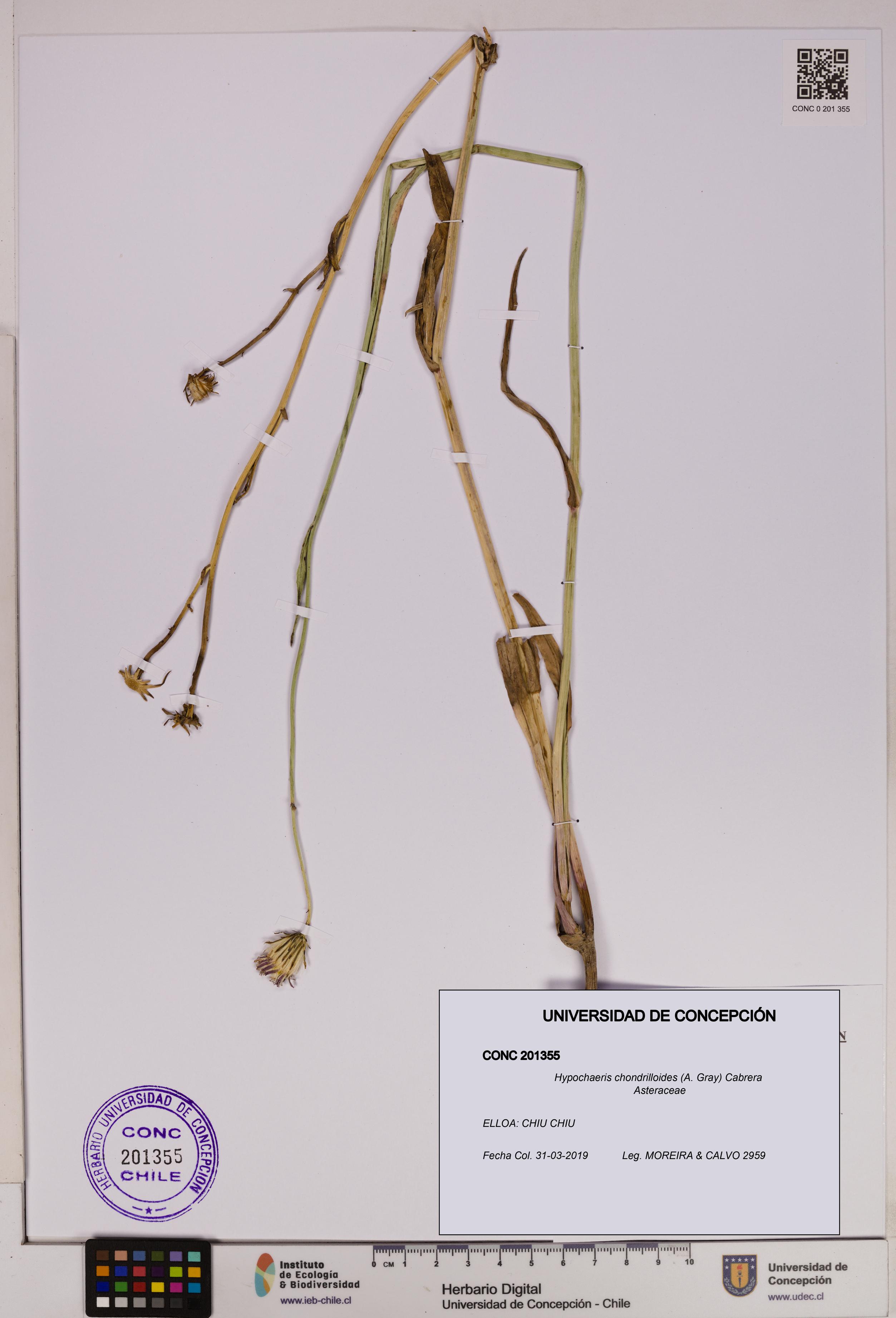 Hypochaeris chondrilloides [Espécimen: UDEC:CONC:0201355]