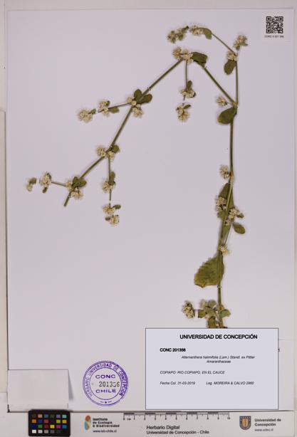 Alternanthera halimifolia [Espécimen: UDEC:CONC:0201356]