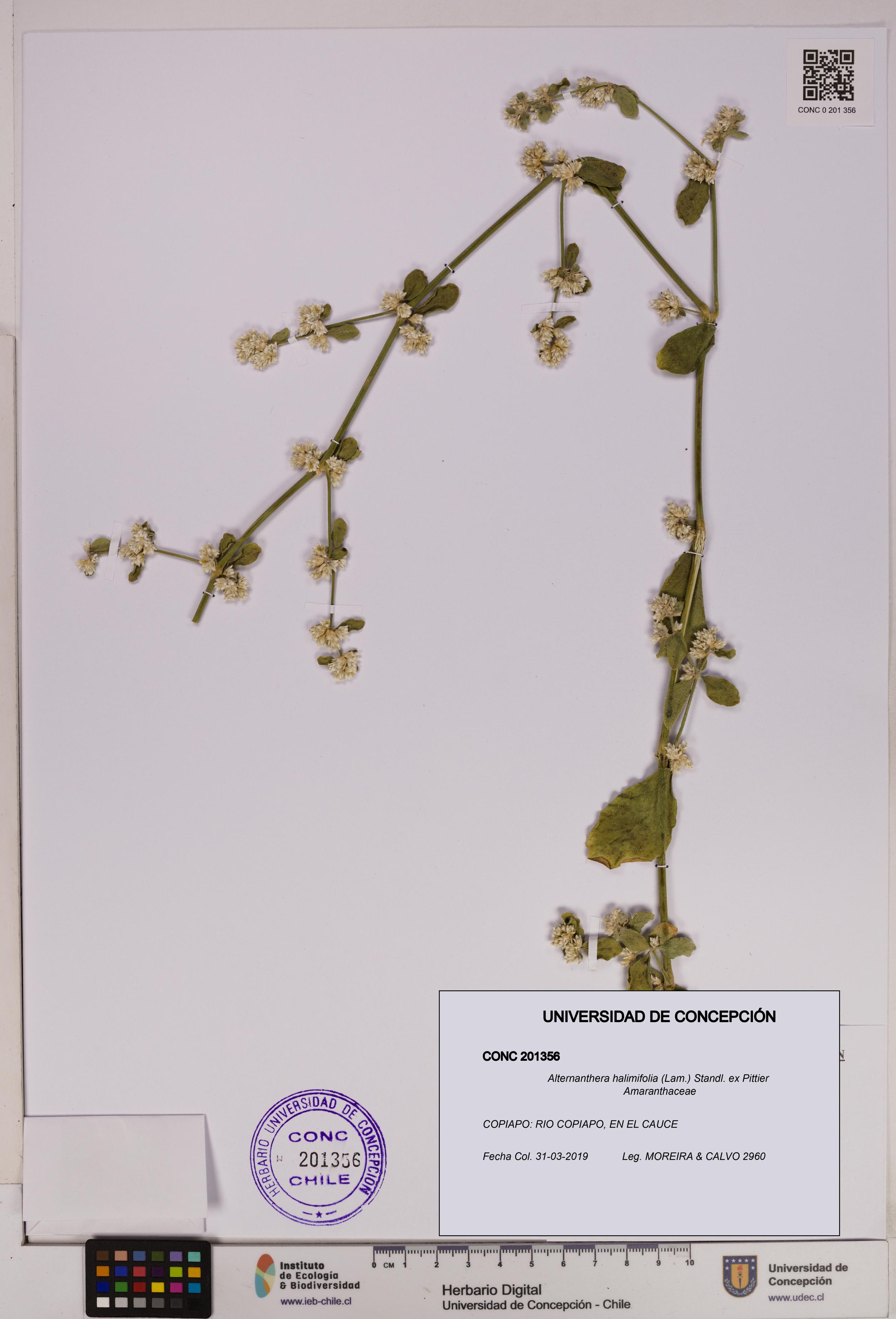 Alternanthera halimifolia [Espécimen: UDEC:CONC:0201356]